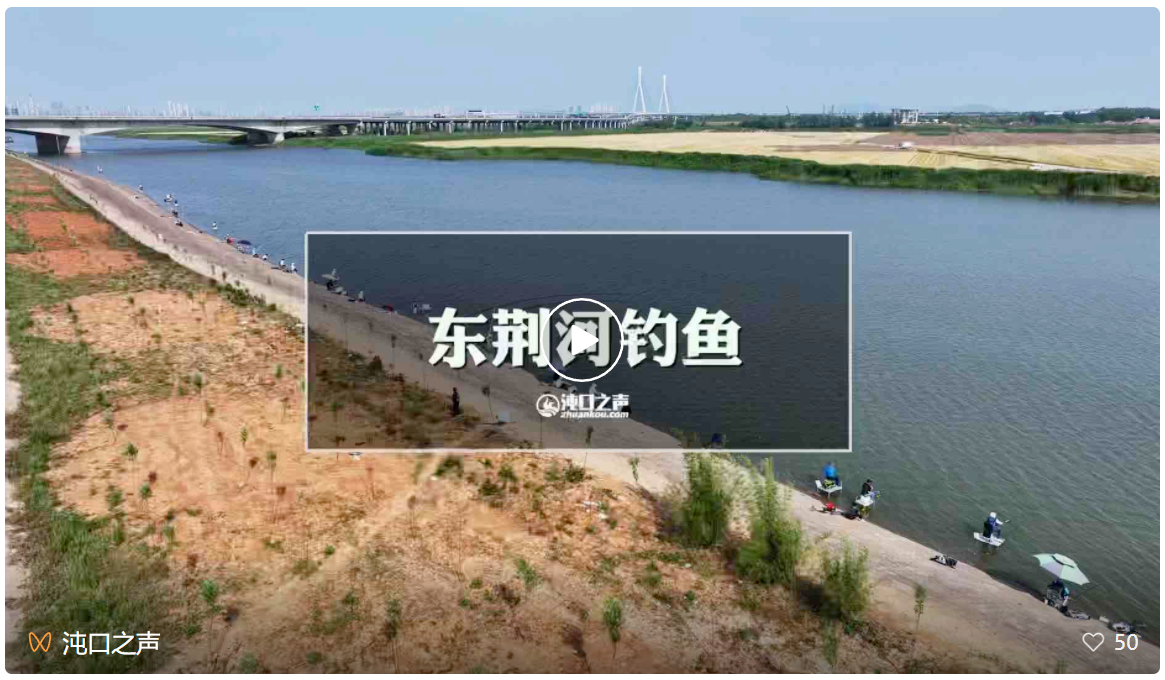 沌口|沌口东荆河周末人山人海！都是去抽鲢鳙的