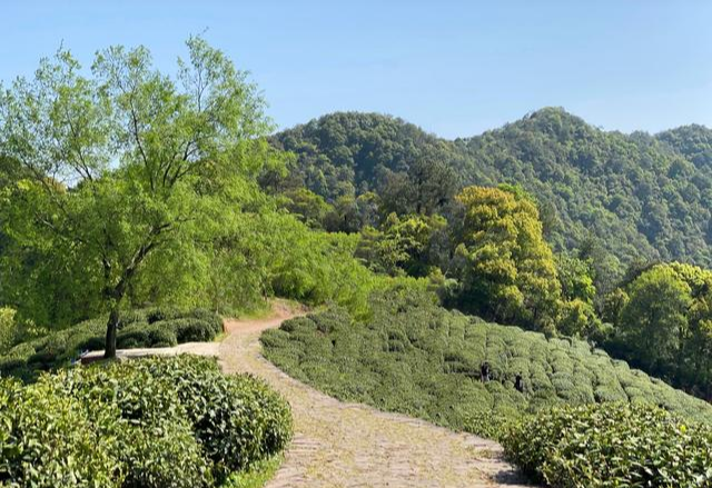 杭州西湖|杭州西湖一村落走红，家家户户都是别墅豪车，这才是真正的土豪村