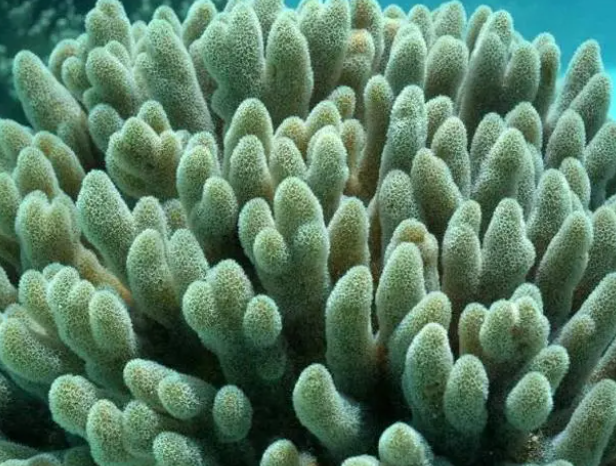 如果把所有陆地生物移居海底,人类会怎样?哪个物种能续写陆地神话?