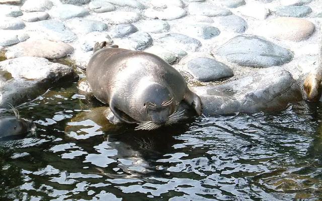 撒哈拉沙漠|贝加尔湖是淡水湖，距海洋2000多公里，生活有海洋生物，为什么？