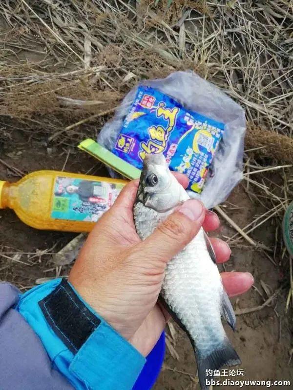 撒网|腥香+酒米,抢了一盆鲫