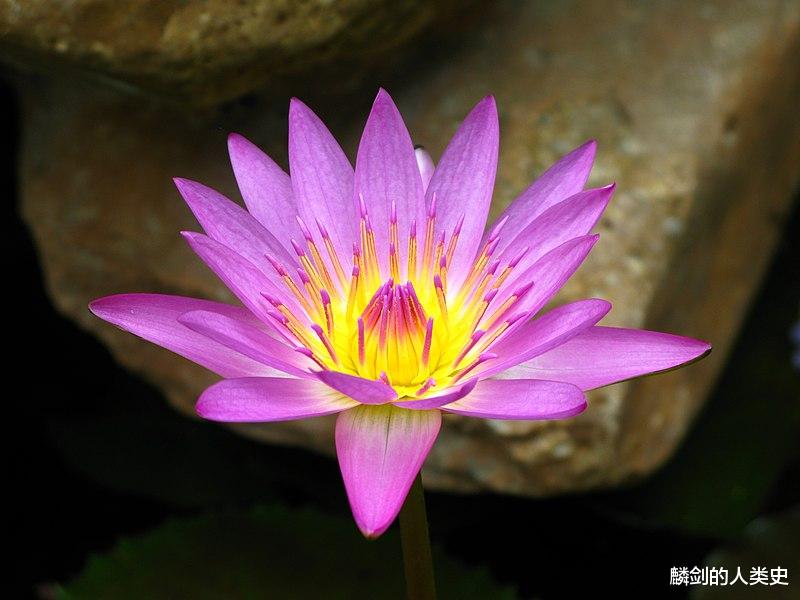 【地球生物全系列——植物篇】睡莲目—睡莲科(上)