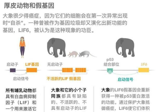人体内找到“僵尸基因”：人死后数小时异常活跃，试图将主人复活