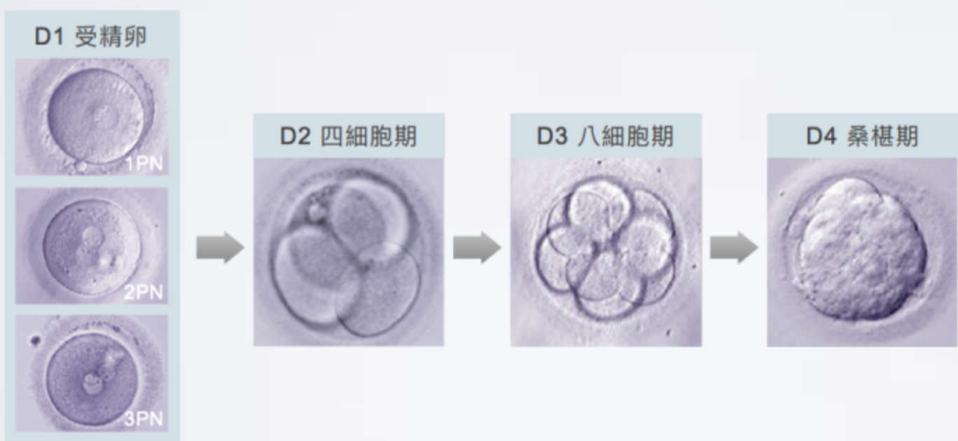 日本的“人与动物胚胎试验”,制造人类器官,胚胎是如何受精的?