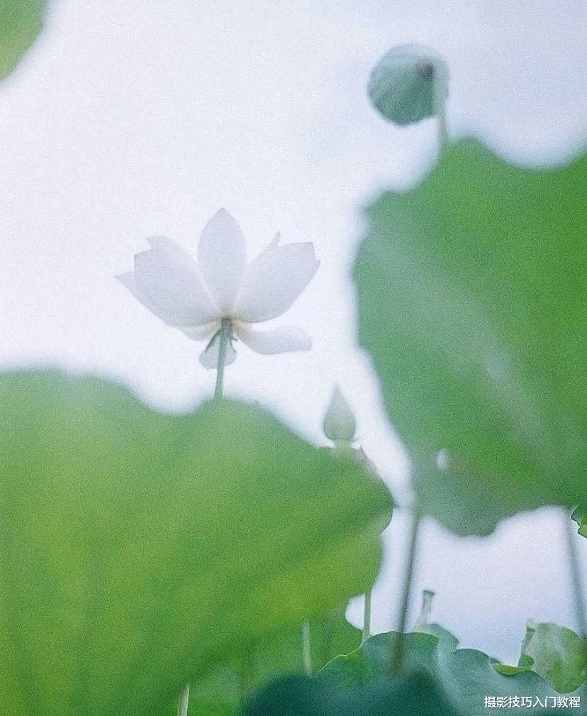 摄影技巧:去植物园赏花,怎么才能避开人群拍出人美花艳的照片?