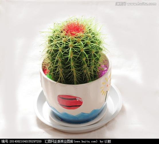 卧室适合养什么花和植物呢?