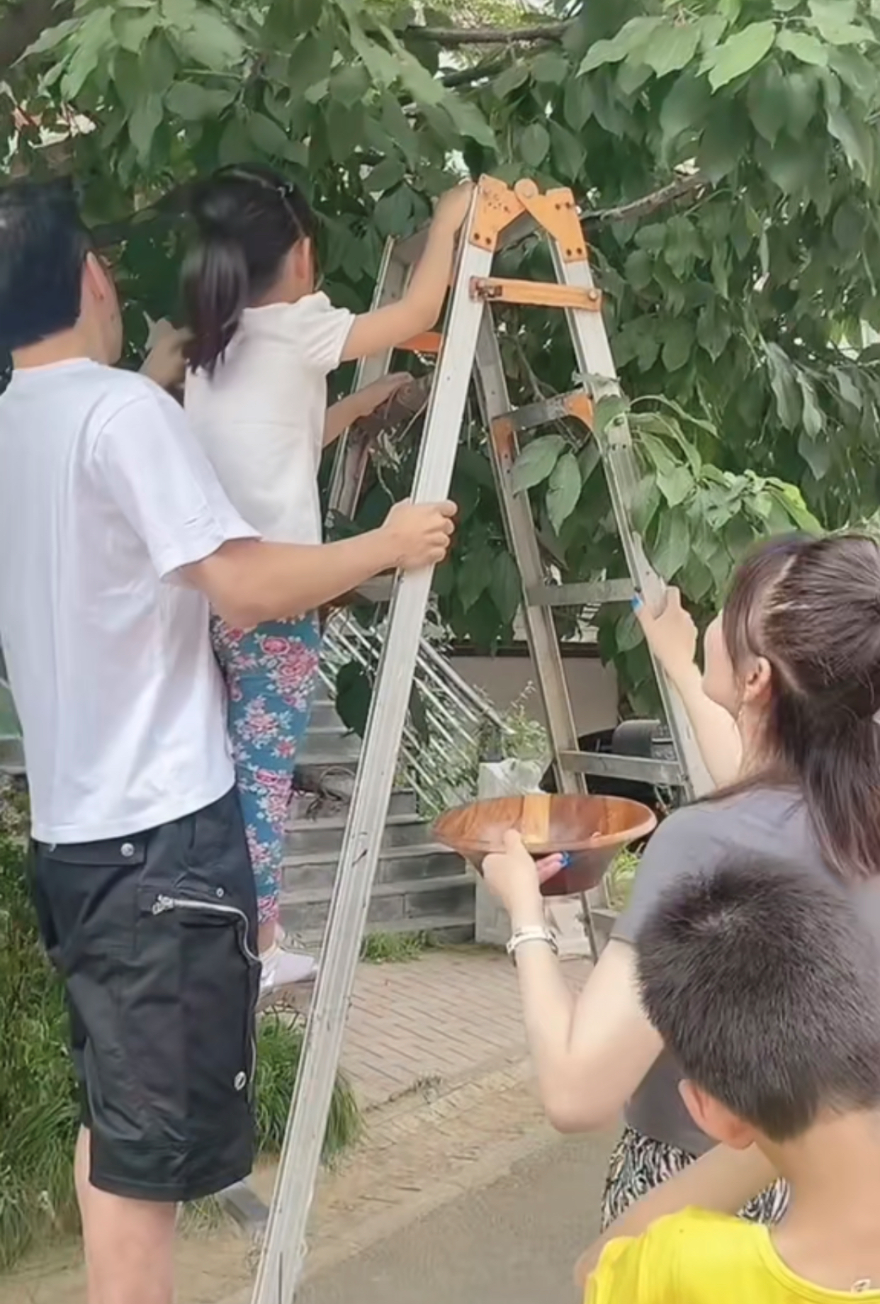 黄征|黄征在自家豪宅花园摘樱桃！儿女罕露面，妻子白皙身材佳