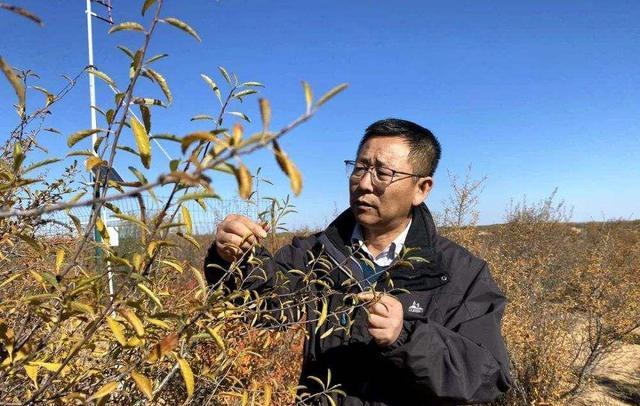 毛乌素沙漠|中国即将消失的沙漠，沙漠面积比海南岛还大，80％被绿色覆盖