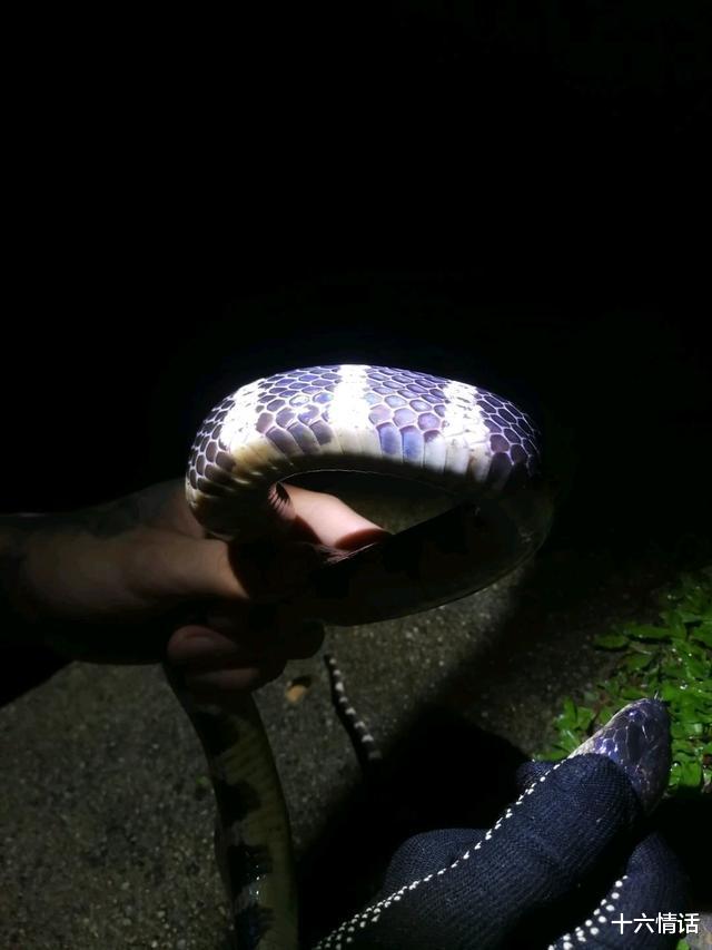 饵料|手抓银环蛇?广西男子夜钓遇到银环蛇不跑反捉,网友:肯定是假蛇