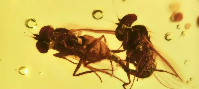 4100万年前的琥珀定格尴尬瞬间,将长腿苍蝇“欲行不轨”展露无遗