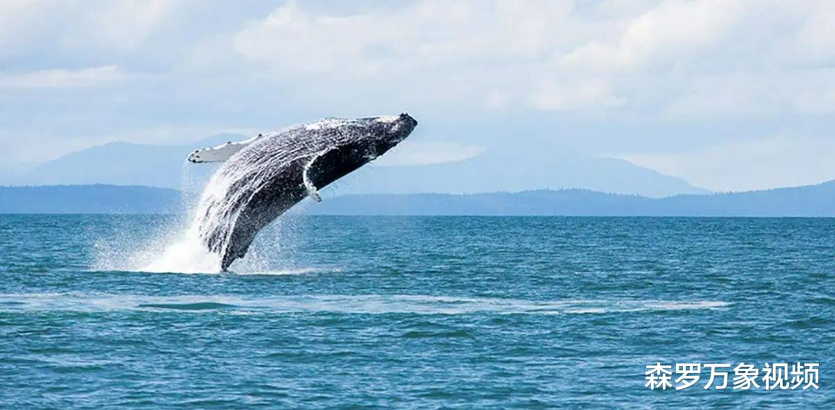 海洋生物普遍有“深海巨人症”,比蓝鲸还大的动物会躲在深海吗?