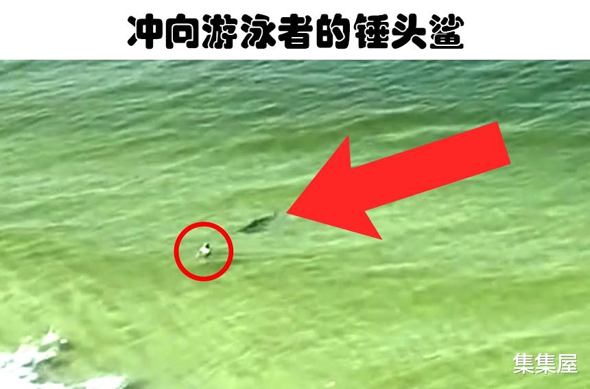 罕见的5个被记录下来的人与海洋生物的接触影像
