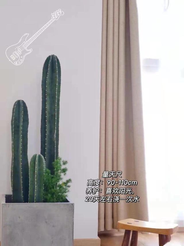 秒提气质的5种“客厅绿植”,再穷也要养一盆