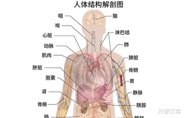 达芬奇留下的心脏谜题,人类花500年才解开,他被外星人改造过?