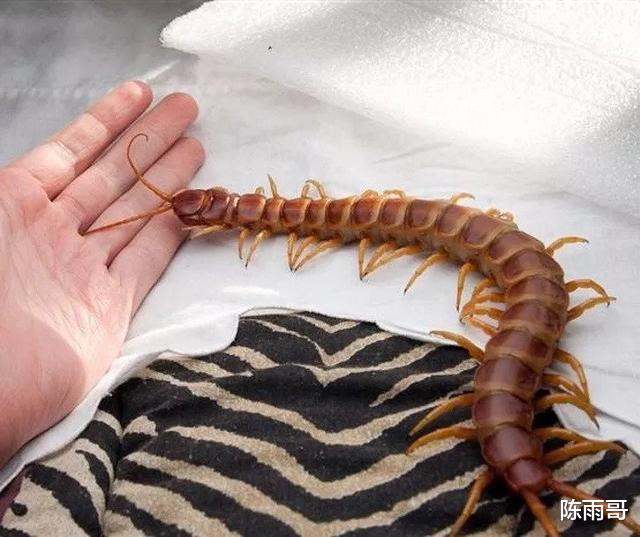 20种最令人恐惧和恶心的昆虫