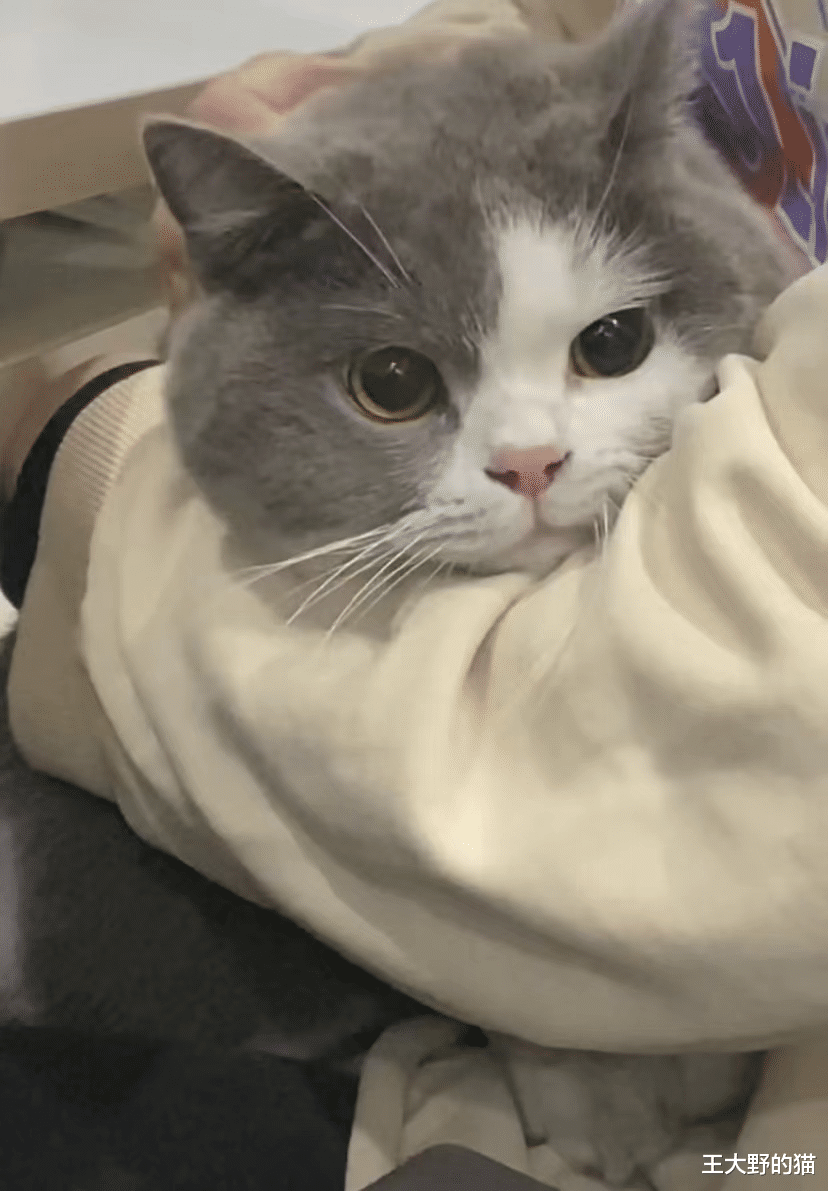 凌晨4点家中起火被猫咪叫醒，小猫脸被熏黑：真不让人省心