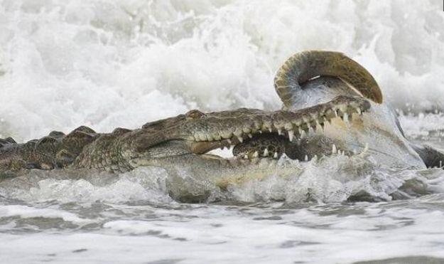 咸水鳄袭击大海龟，海龟即使缩头也不能自保，湾鳄能一口咬碎龟壳