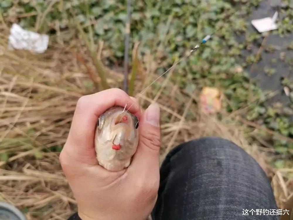 |春季鲫鱼上浮极为普遍,钓浮还是钓离底?动态诱鱼漂相稳更易把握