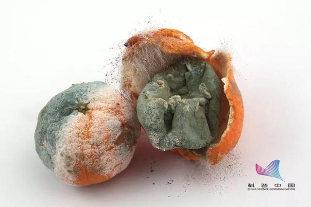 皮肤癌|水果坏了一部分，剩下的究竟还能不能吃？原来以前都做错了