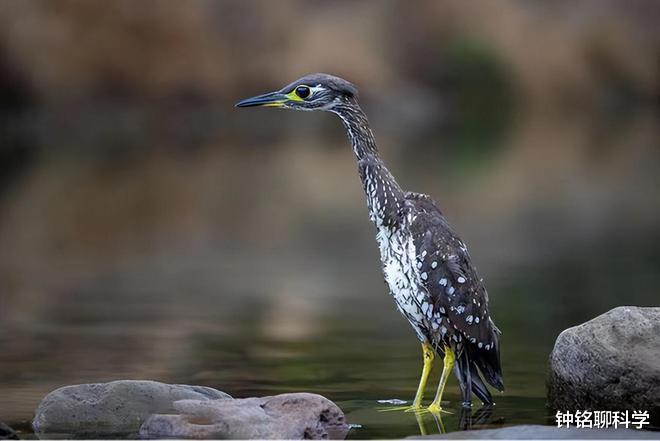 海南|罕见海南鳽现身江西！全球仅1000只，为何钓鱼人对它威胁最大？
