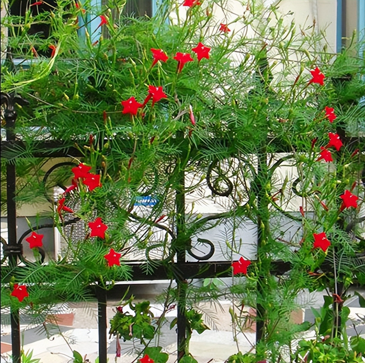 花做篱笆,蝴蝶自来,只需要在院子里种上一株爬藤植物