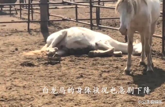 西游记|《西游记》拍完，白龙马被弃山洞尸骨无存，人性比妖魔更可怕……