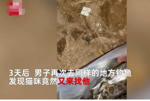 水库|重庆,一名男子7天里3次跑到水库钓鱼时都遇到了一只猫,有鱼上钩就给猫吃一些