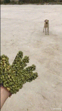 |买东西有记账的习惯，但是在算剩余钱的时候，发现了有一块钱怎么也对不上，这是为什么呢？