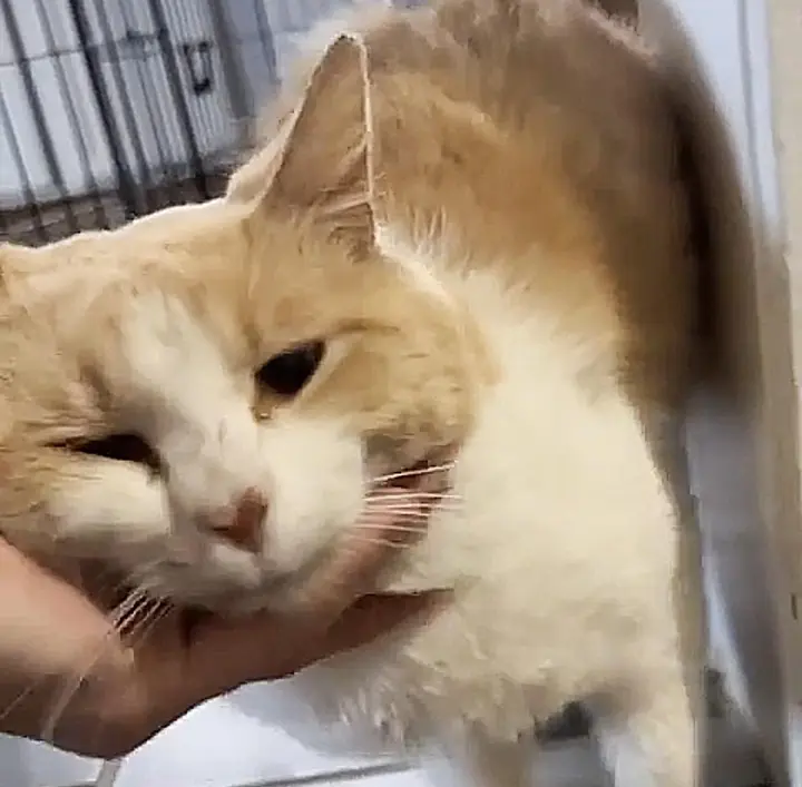 聪明的猫自己找到了动物救援机构，祈求被收养