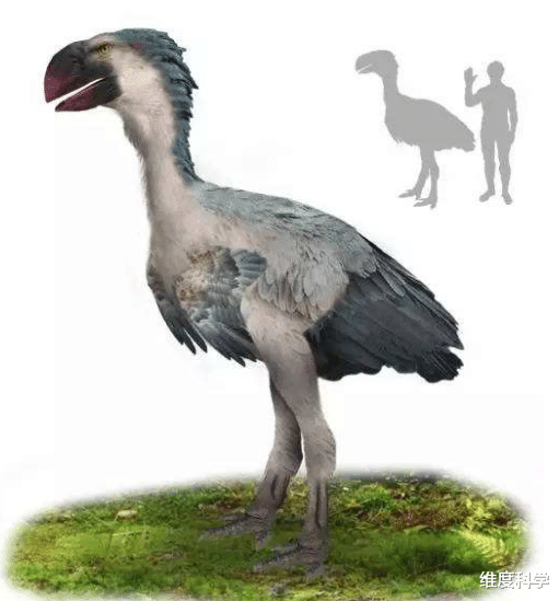 古今鸟类巨无霸的对比：恐鸟体型超过鸵鸟数倍，可惜死在了长矛下