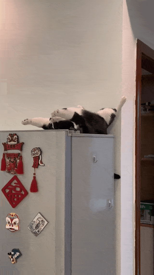 原来开地暖的最大受益者是猫猫！地上已经开始长猫啦！