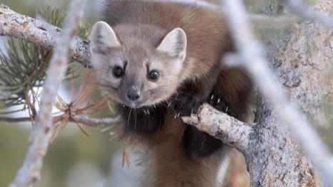 与人类接触可能使野生美洲貂的饮食习惯发生改变