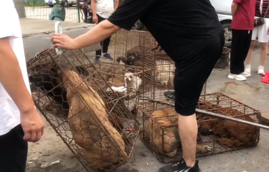 1900块，狗主看着自己的数只狗狗被夹进狗肉笼，狗主：我都不可惜这些狗
