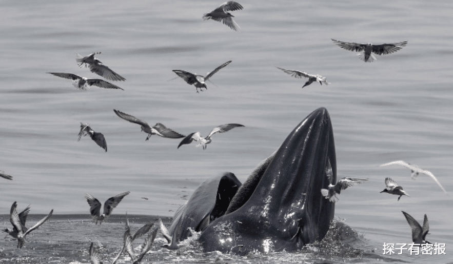 鲸鱼只要张开嘴，鱼群就往嘴里钻？你知道聪明的鲸鱼如何捕食吗？