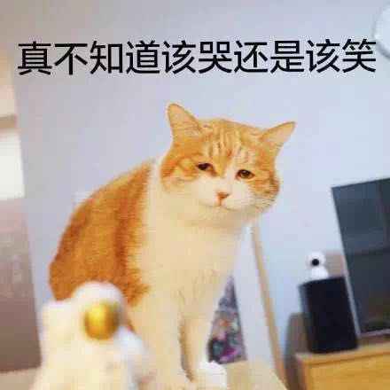 为教育小猫不乱撕纸，主人一边撕一边扇自己…猫都看傻眼了：对自己挺狠啊
