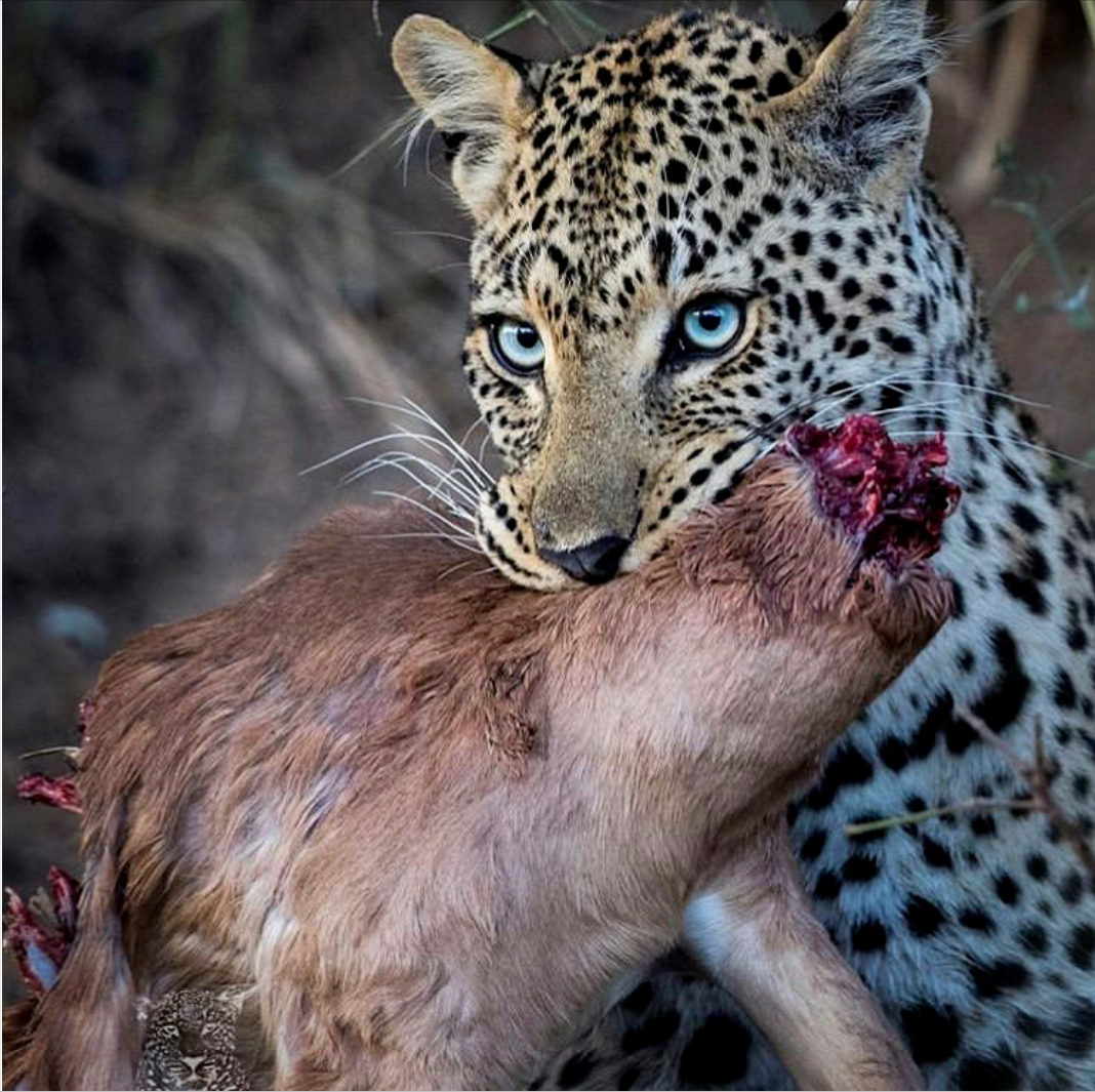 动物捕猎残酷瞬间,把动物的野蛮和兽性展现得淋漓尽致 - 体育资讯(主