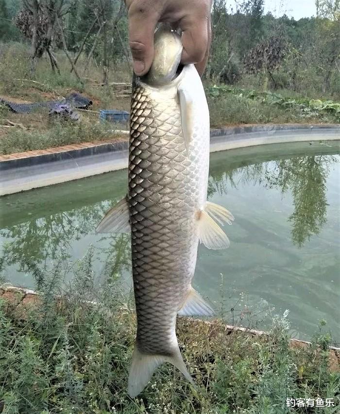 饵料|夏天钓草鱼用这3种钓法,拉鱼拉到手软