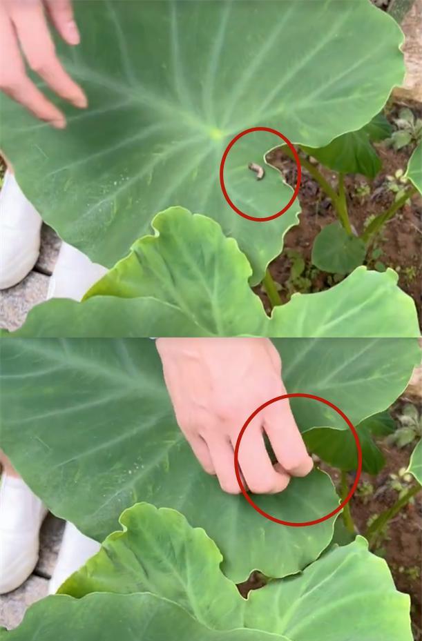 董洁|42岁董洁下地干农活,徒手捏虫子不戴手套!对比王艳差距就出来了