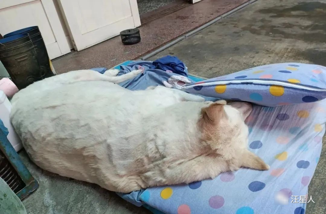 胖子的悲剧：明明是狗，却被认成羊