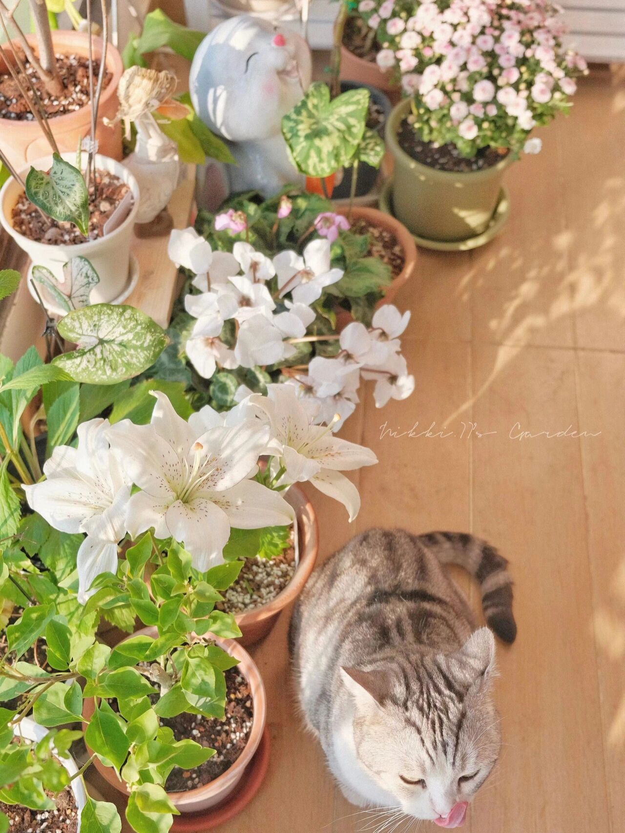 5㎡封闭阳台,打造清新治愈小花园,谁说封闭阳台不能有花园的?