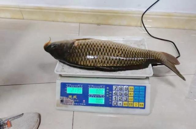 创造与魔法|四川两名垂钓者栽了！钓了两条鱼，结果成了“非法捕捞”嫌疑人