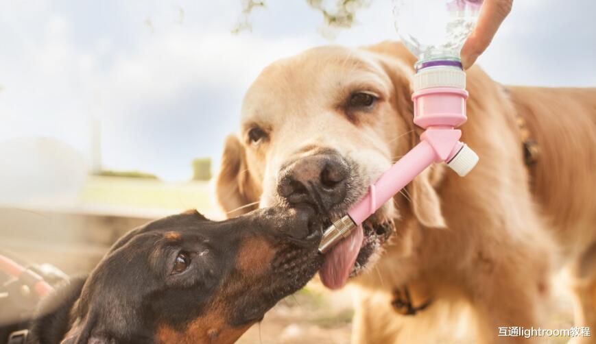 怎样养成良好的摄影习惯，捕捉宠物的精彩瞬间！