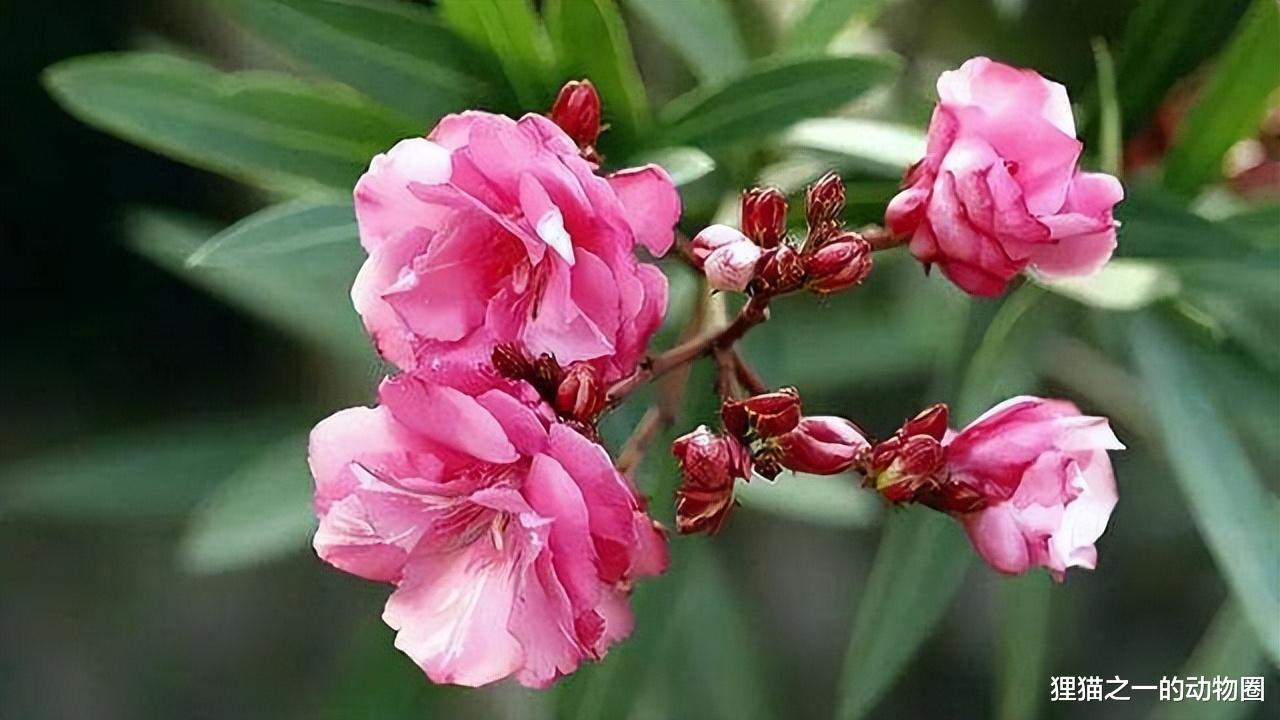 女孩嘴含夹竹桃拍照中毒送医,毒性如此强,为何城市里随处可见?