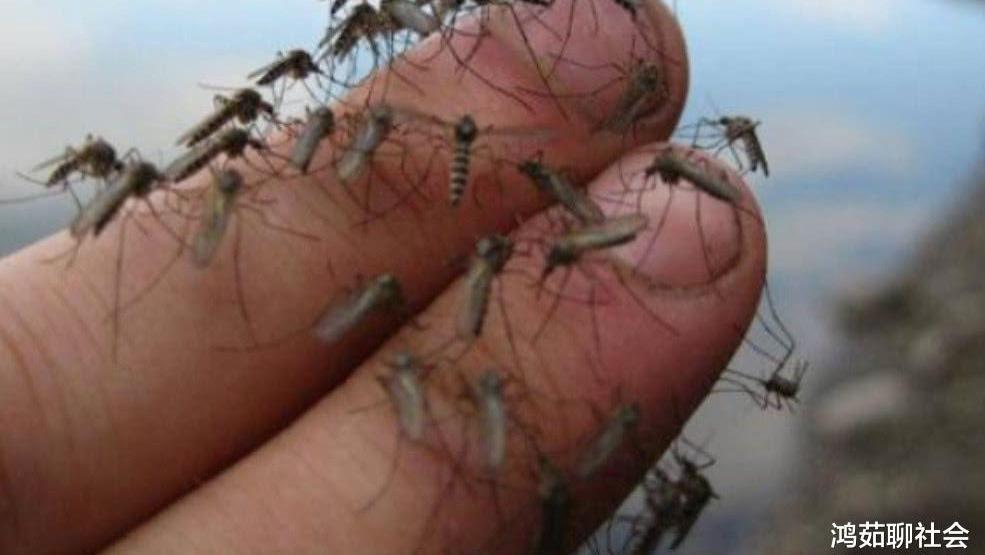 此地环境“恶劣”？连蚊子都活不下去了