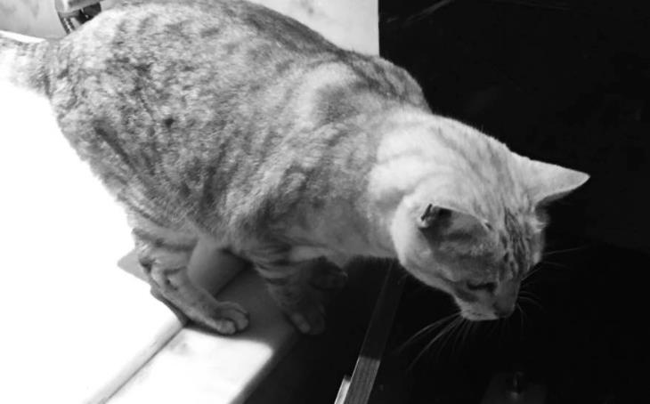 相声|晒晒胡歌现实中的家，家里有玩偶还养了猫，一看他就是个暖男了