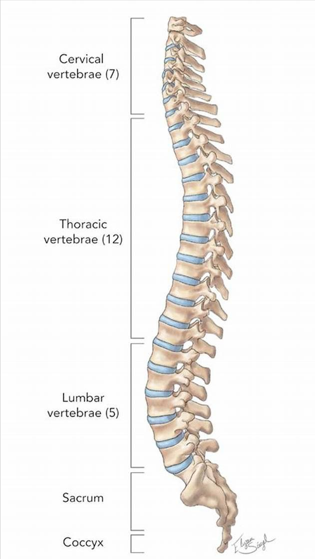 盆腔炎|年纪轻轻就腰痛?女性经常腰痛,除了坐姿不对,可能与4种病有关