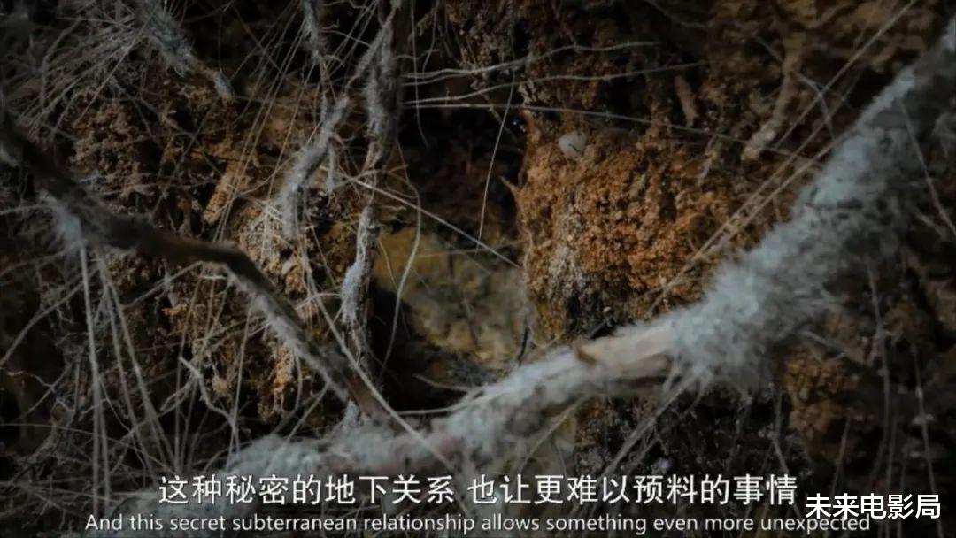 卡梅隆的新作,《阿凡达2》的预热,最新技术展现动物奇观