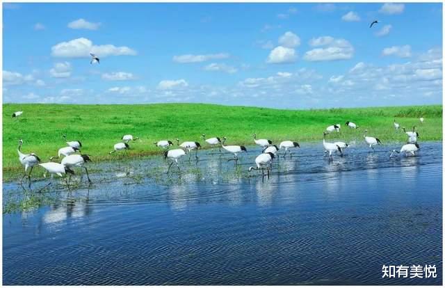 黑龙江|国内值得去的六大沼泽湿地,每个都美得与众不同,你去过几个呢?