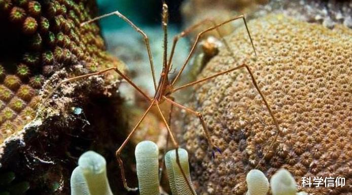 无需进化，便在气候多变的地球上活了5亿年，海蜘蛛怎么做到的？