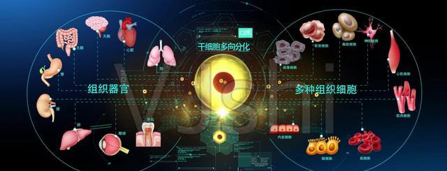 日本进行“人与动物胚胎试验”,制造人类器官,胚胎怎么受精的?